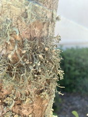Ramalina stenospora