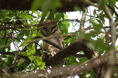 Tyto alba poensis
