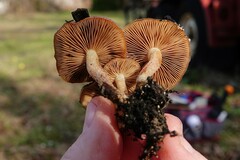 Pholiota highlandensis