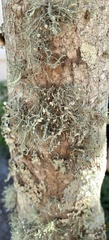 Ramalina stenospora