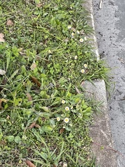 Erigeron quercifolius