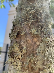 Ramalina stenospora
