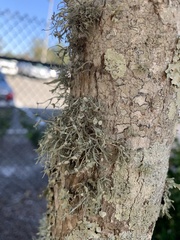 Ramalina stenospora
