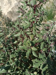 Forsskaolea tenacissima