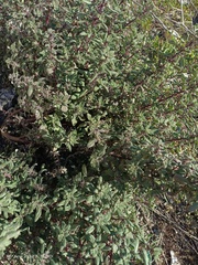 Forsskaolea tenacissima