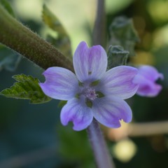 Malva multiflora
