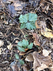 Cardamine diphylla