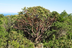 Arbutus andrachne