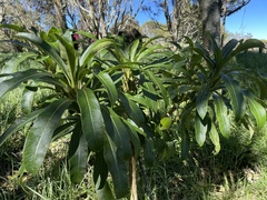 Clermontia parviflora