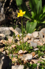 Ranunculus gracilis