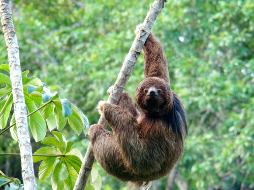 Southern Maned Sloth (Bradypus crinitus) — Data Deficient Mammalia