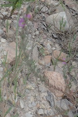 Lythrum hyssopifolia