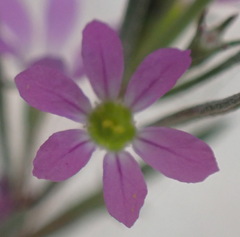 Lythrum hyssopifolia