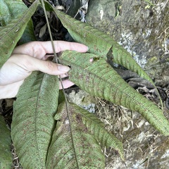 Tectaria polymorpha
