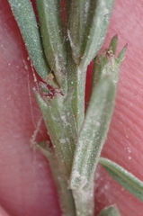 Lythrum hyssopifolia