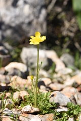 Ranunculus gracilis