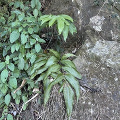 Tectaria polymorpha