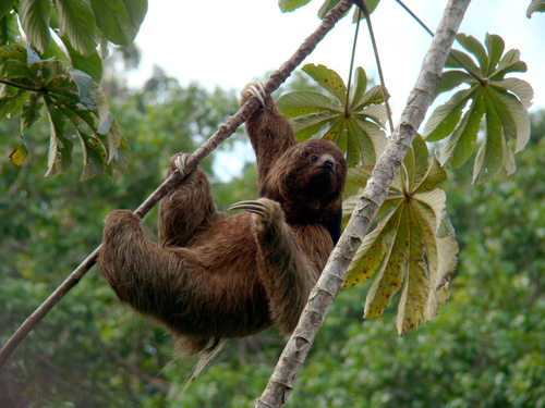 Southern Maned Sloth