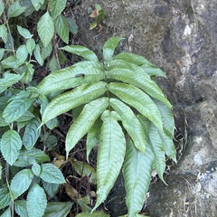 Tectaria polymorpha
