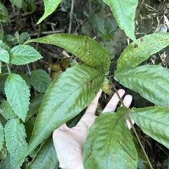 Tectaria polymorpha