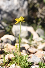 Ranunculus gracilis