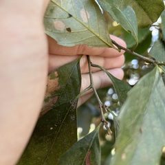 Castanopsis formosana