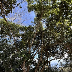 Castanopsis formosana