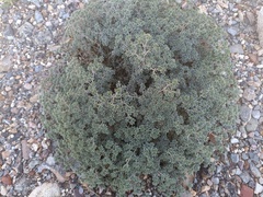 Frankenia pulverulenta