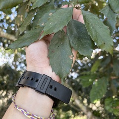 Castanopsis formosana