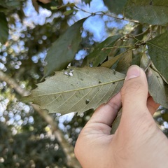 Castanopsis formosana