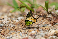 Graphium antiphates
