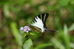 Graphium antiphates
