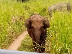 Elephas maximus maximus