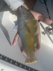 Halichoeres radiatus