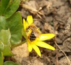 Andrena bicolor