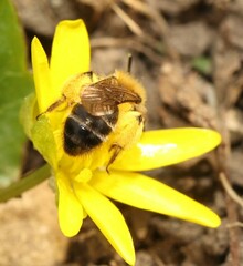 Andrena bicolor