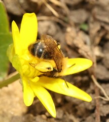 Andrena bicolor