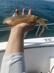 Sepioteuthis sepioidea