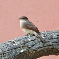 Muscicapa aquatica