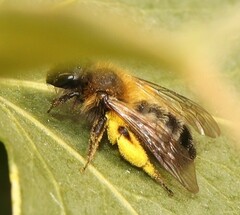 Andrena bicolor