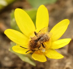 Andrena taraxaci