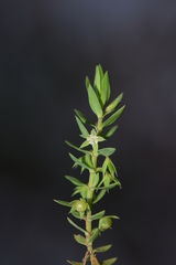 Lysimachia linum-stellatum