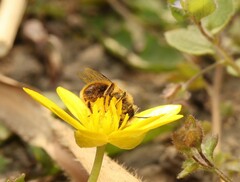 Andrena taraxaci