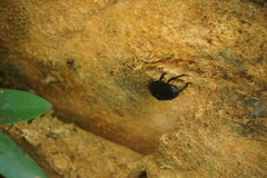 Rhynchophorus palmarum