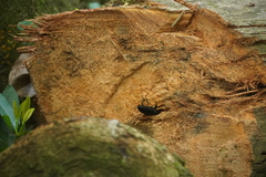 Rhynchophorus palmarum