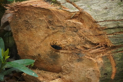 Rhynchophorus palmarum