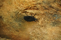 Rhynchophorus palmarum