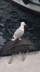 Larus michahellis