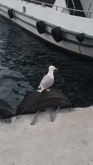 Larus michahellis