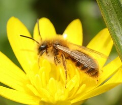 Andrena taraxaci